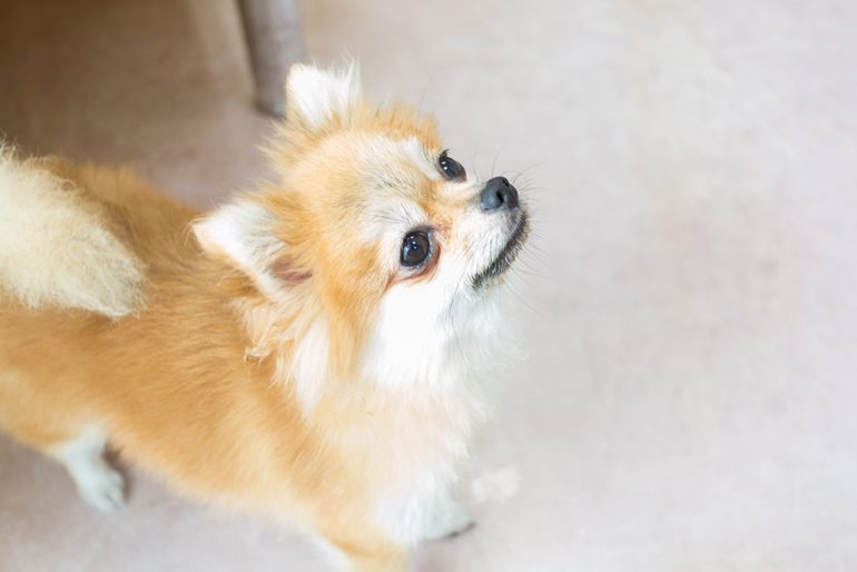 犬の去勢・避妊手術