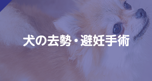 犬の去勢・避妊手術