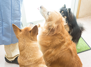 手術中の動物たちの状態を把握